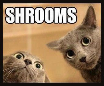 shrooms