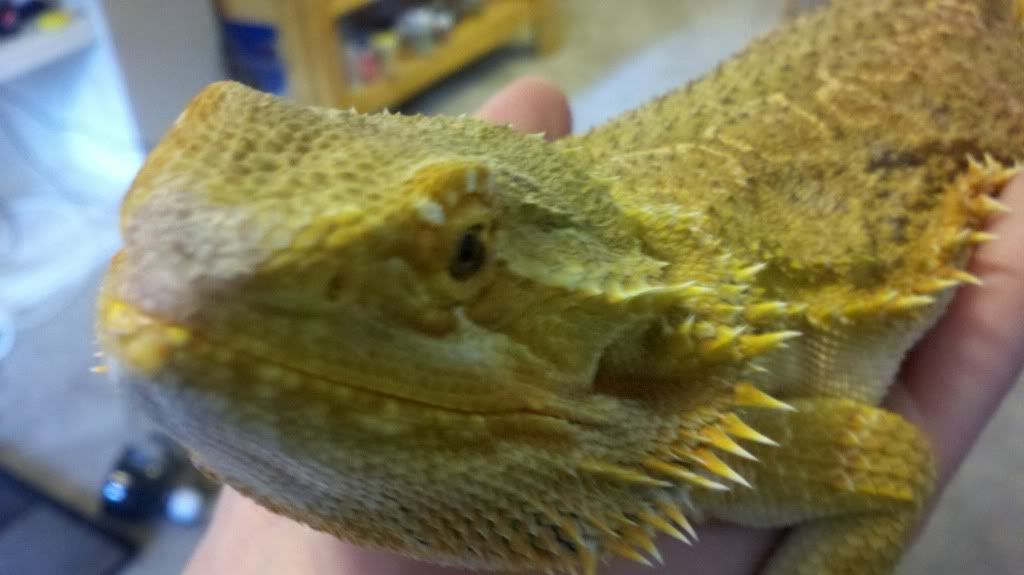 bruise? • Bearded Dragon . org