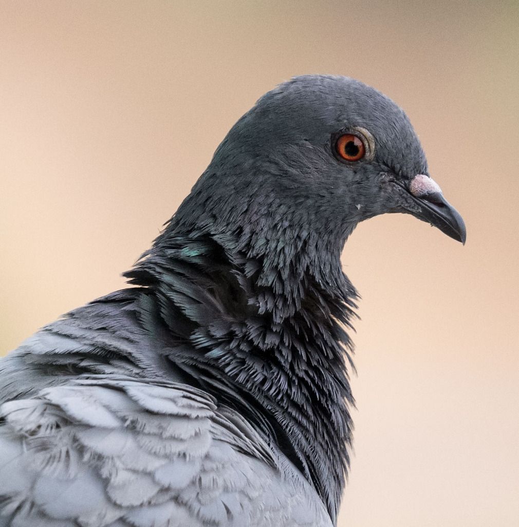 pigeon4_zpssuorfnpx.jpg