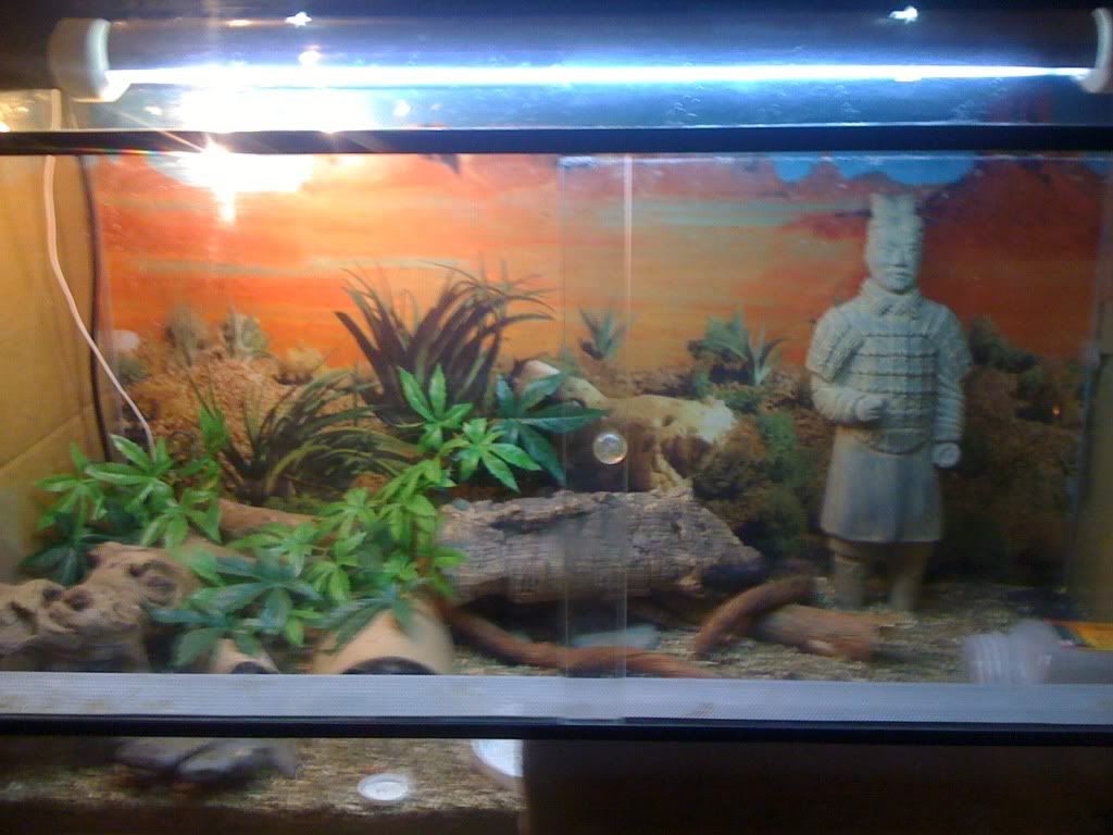Your leopard gecko set up Page 2 Reptile Forums