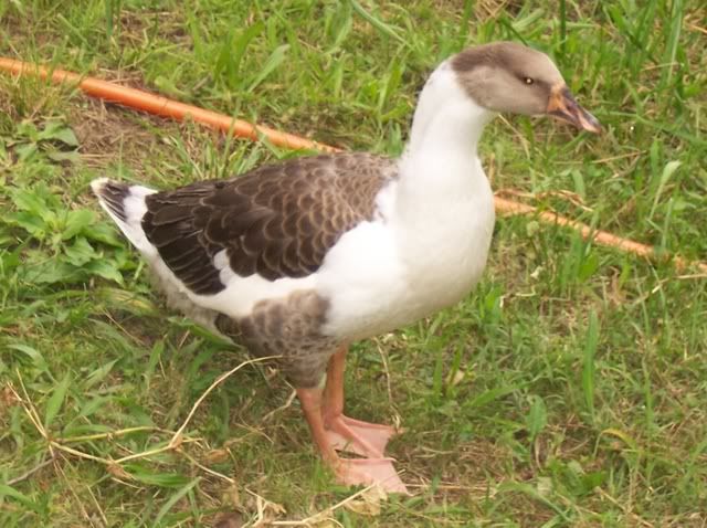 DucksnGeese6910.jpg