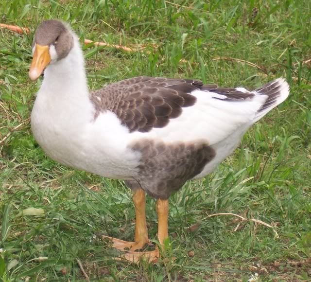 DucksnGeese694.jpg