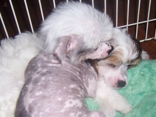 pups022.jpg