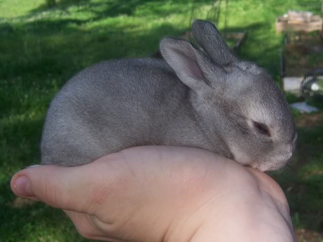 Day147Chinchilla.jpg