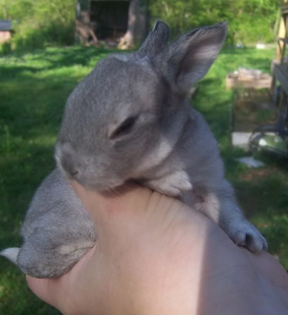 Day148Chinchilla.jpg