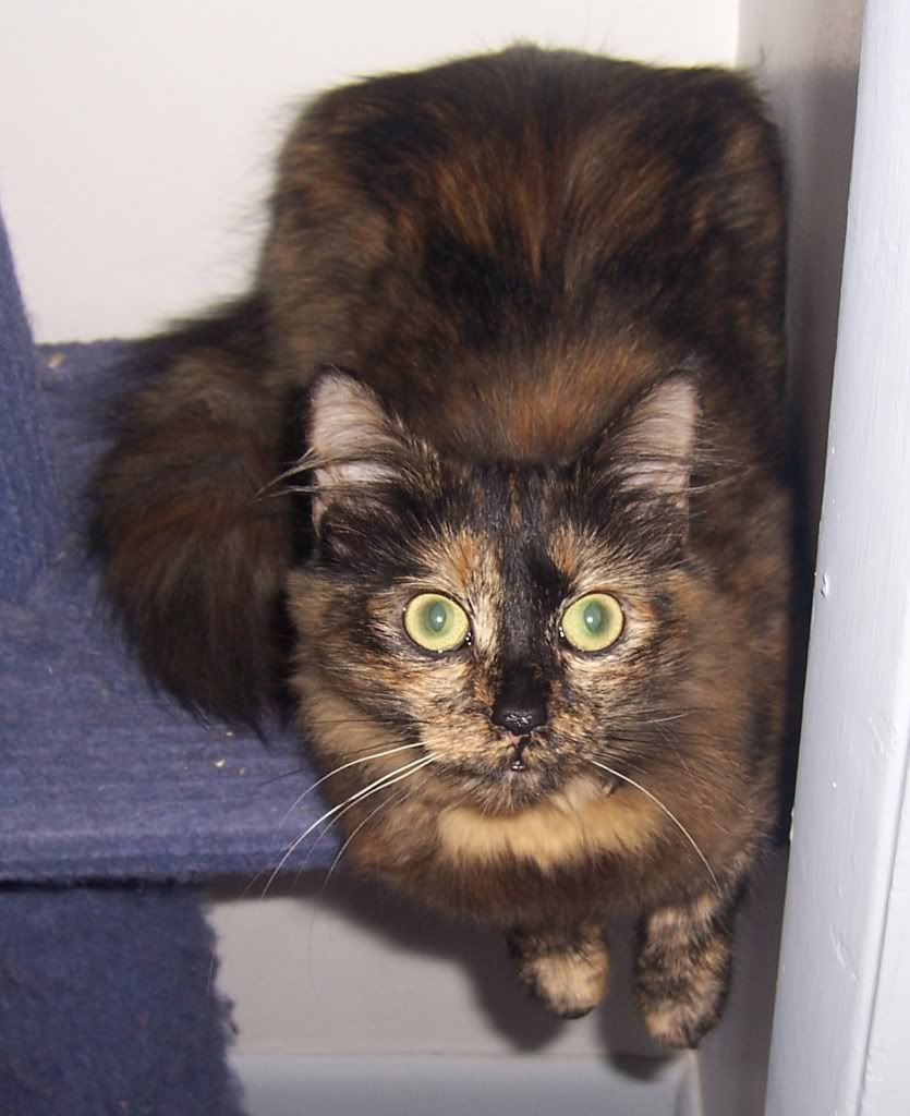 Willow