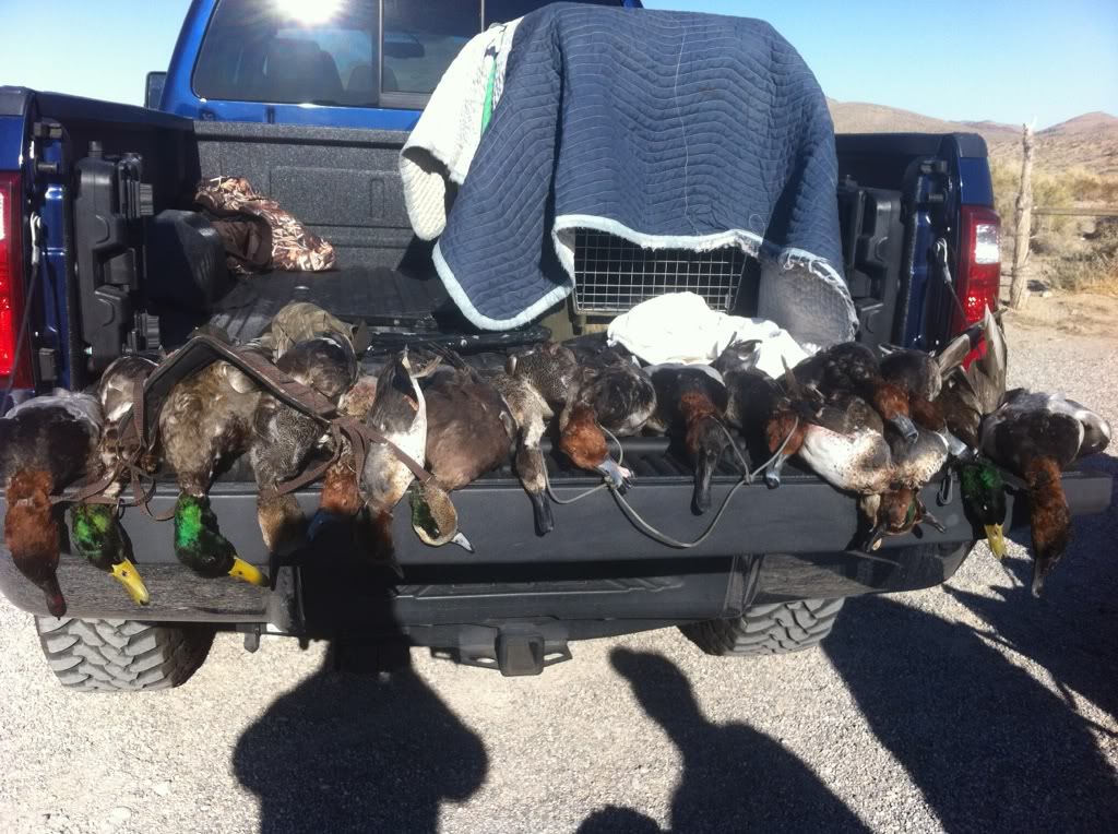So, mergansers do count against your daily duck limit, right Nevada