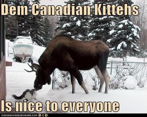 Funny Cat Pictures Classic Lolcat thumb