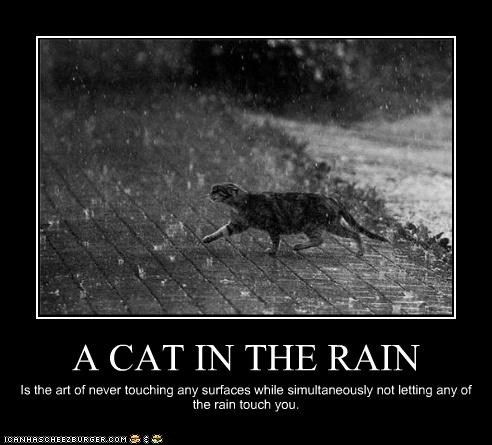essay cat in the rain