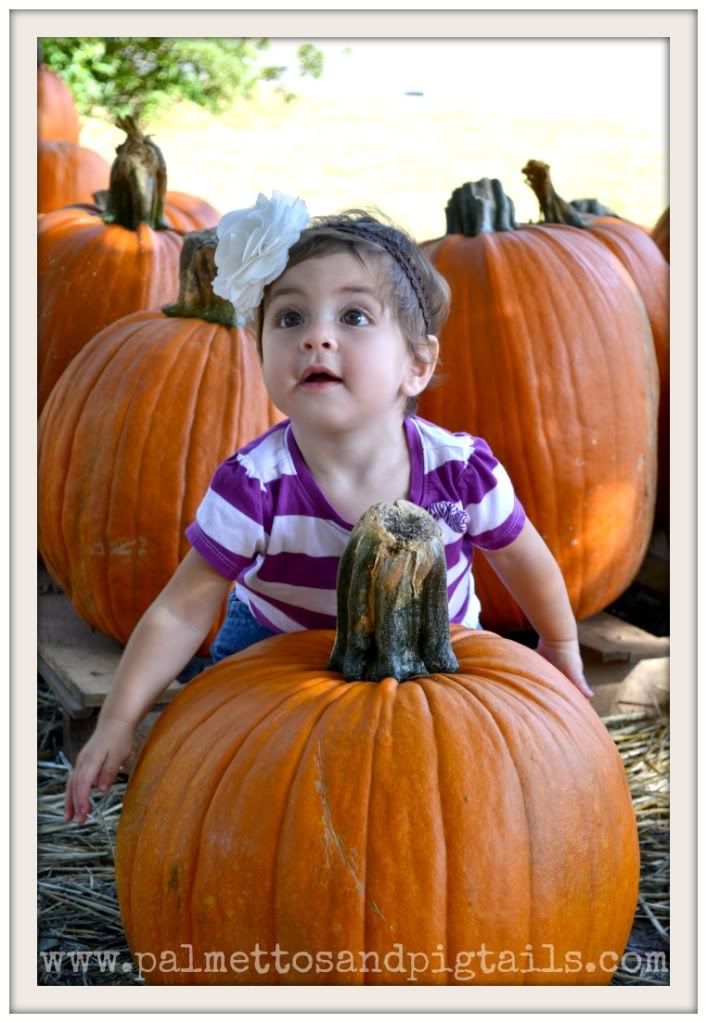 Pumpkin Patch