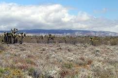 Mojave Desert