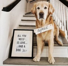 dogs with sayings