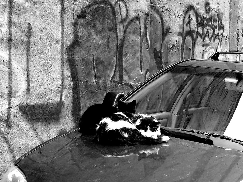 IMAGE: http://i1112.photobucket.com/albums/k489/dryan306/cats/1049366222_den_204.jpg