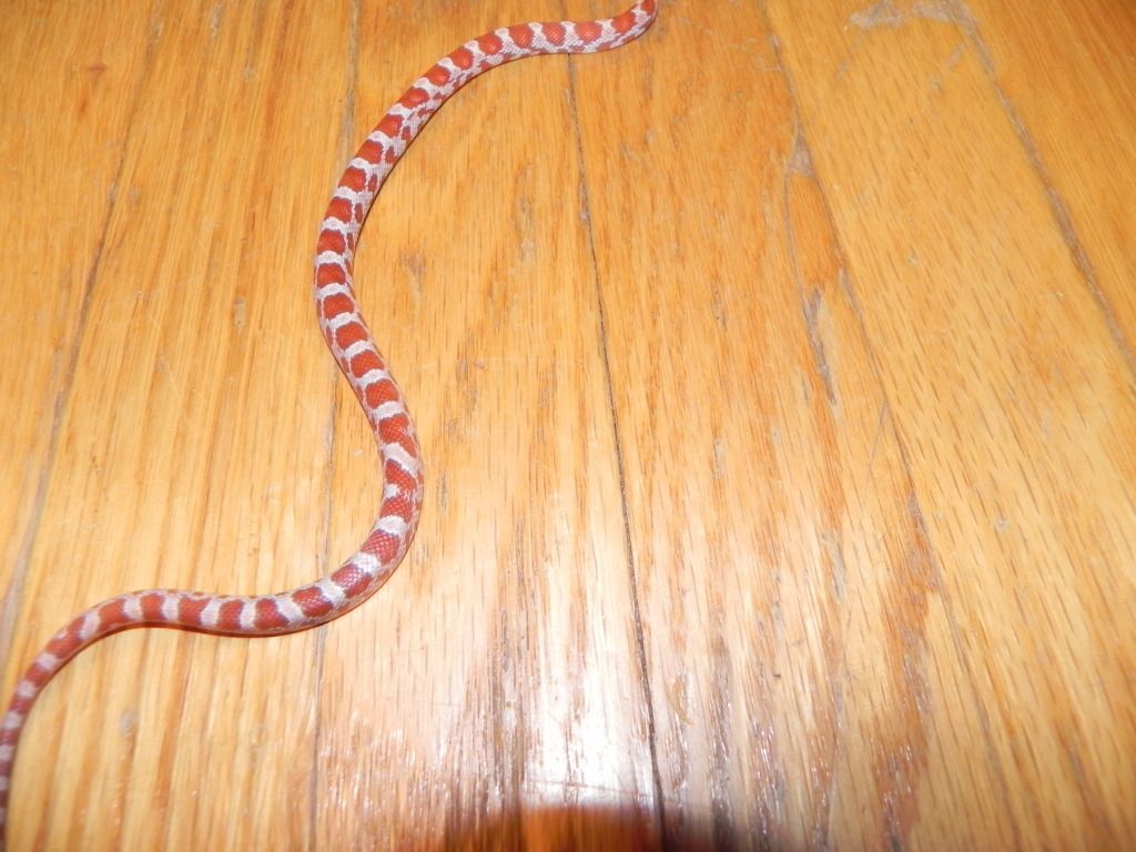 DSCN2723.jpg