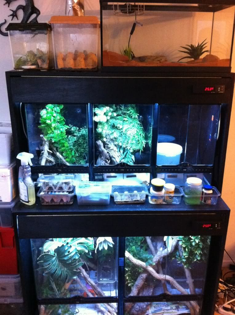 Knob tailed gecko rack build Reptile Forums