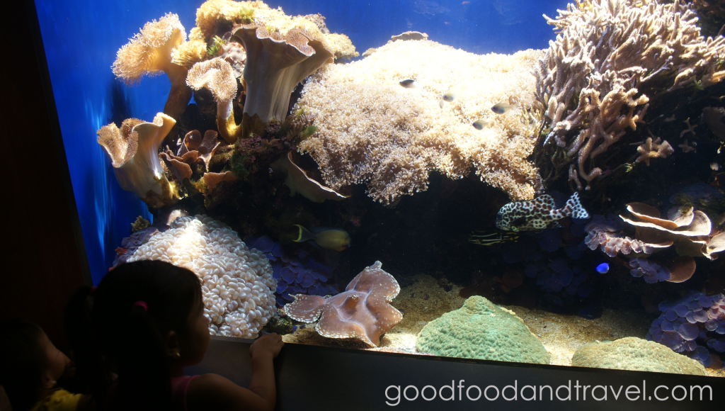 Waikiki Aquarium