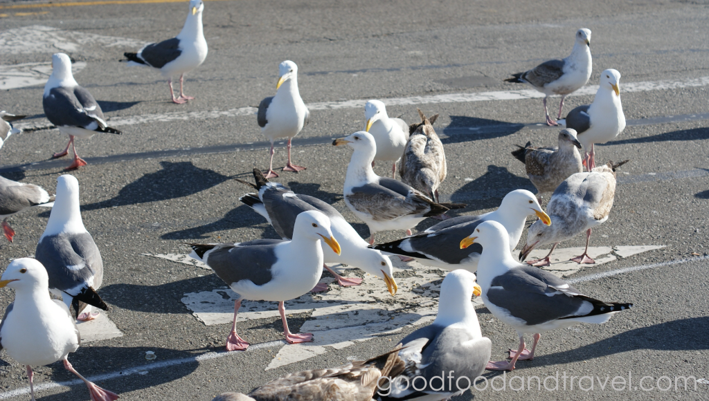 Seagulls