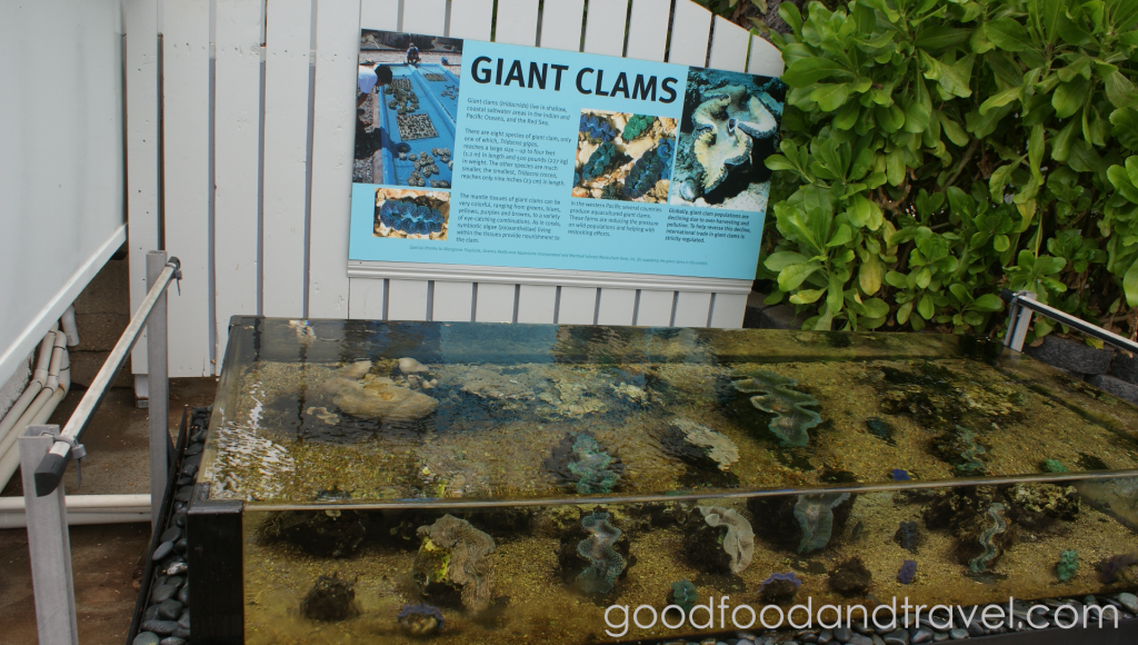 Giant Clam