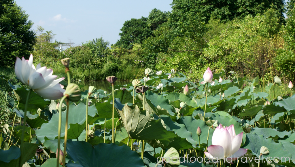 Lily Pond