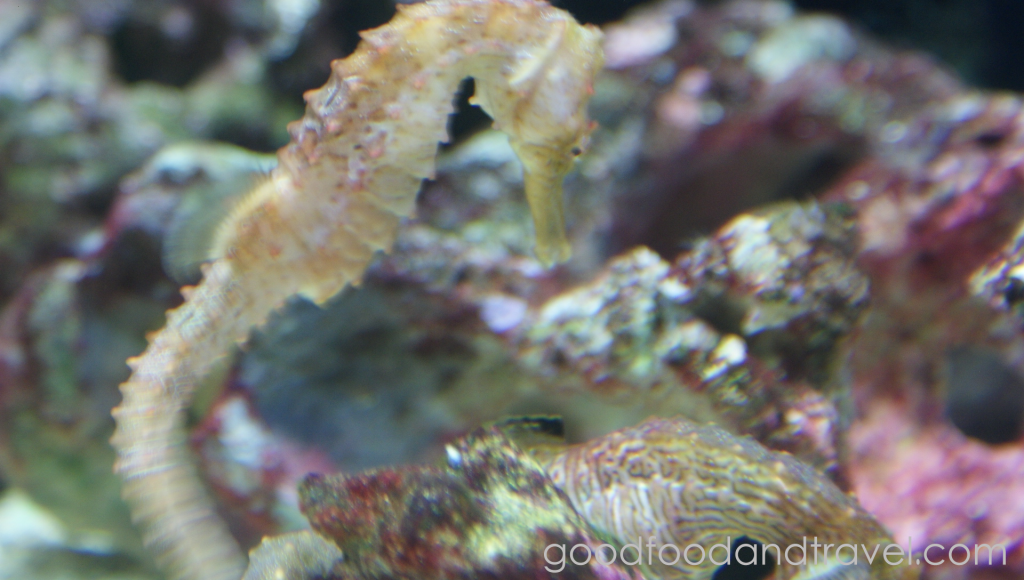 Seahorse