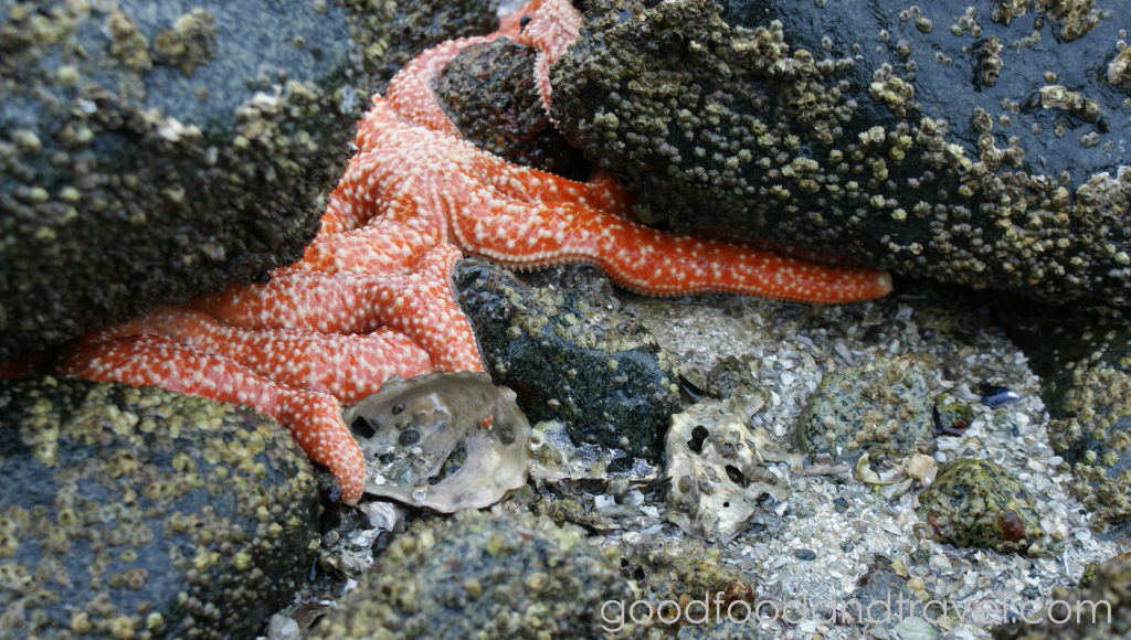 Starfish