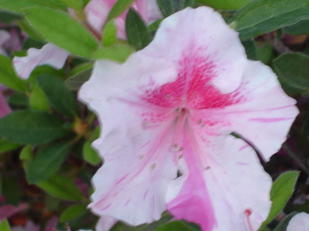 Azelea Bloom