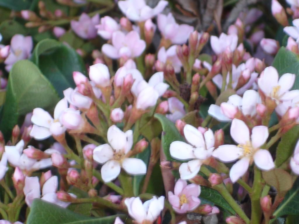 Indian Hawthorn - Pink