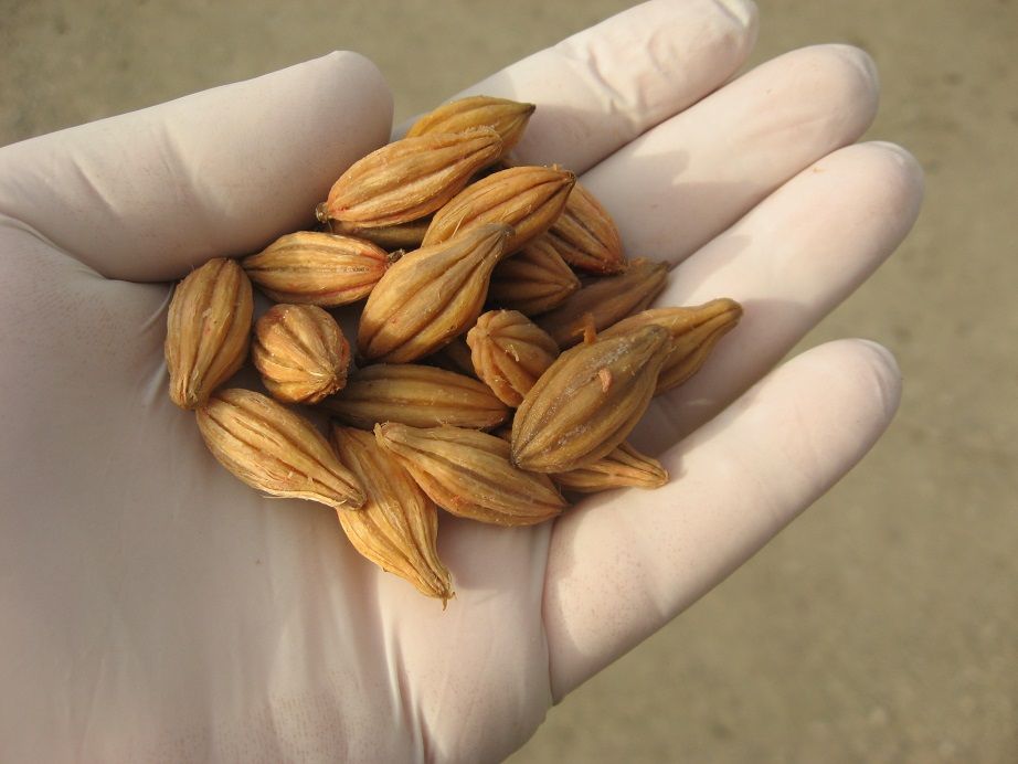 5 fresh seeds of Malod / Bastard Oleaster (Elaeagnus latifolia) rare