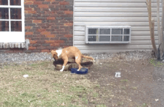 Dog humps his bed very fast - AnimalsBeingDicks.com