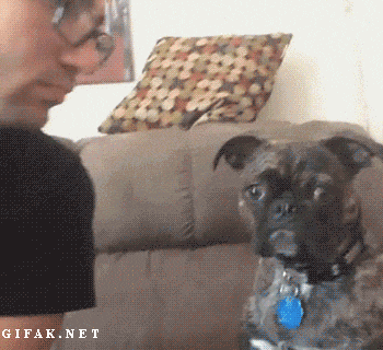 Pug rejects kiss from a man. - AnimalsBeingDicks.com
