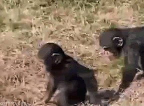 A monkey pushes another monkey into the water and then an adult monkey saves him. - AnimalsBeingDicks.com