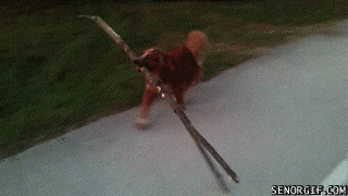 Dog carrying a large stick cant fit through walk way - AnimalsBeingDicks.com