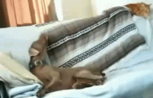 Dog steals blanket from sleeping cat. - AnimalsBeingDicks.com