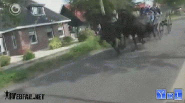Horses go crazy and ram into another stationery horse cart. - AnimalsBeingDicks.com 