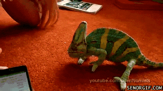 Chameleon is being harassed by a guy with an iPhone - AnimalsBeingDicks.com