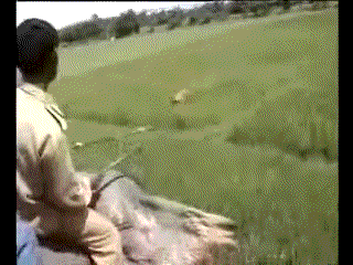 Tiger attacks man on an elephant - AnimalsBeingDicks.com