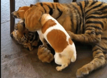 Tiger is playing with a small dog. - AnimalsBeingDicks.com