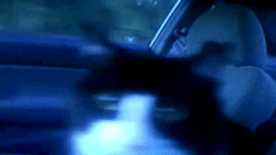 Cat freaks out during car ride - AnimalsBeingDicks.com