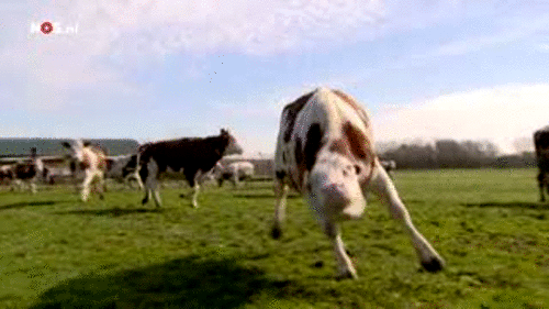 Cow freaks out at a camera - AnimalsBeingDicks.com