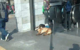 Dog lies sleeping in front of escalator - AnimalsBeingDicks.com