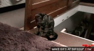 Cat pushes another cat down the stairs - AnimalsBeingDicks.com