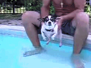 Dog paddles while being held above water - AnimalsBeingDicks