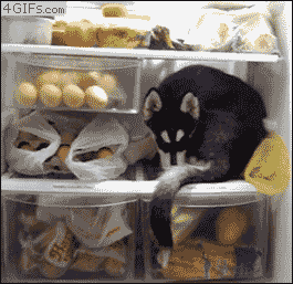 Husky puppy lies down in an open refrigerator - AnimalsBeingDicks.com
