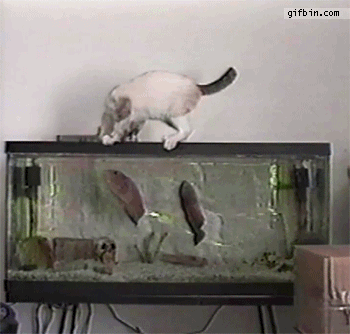 Fish bites cat - AnimalsBeingDicks.com