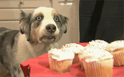 Intense dog stares at cupcakes - AnimalsBeingDicks.com