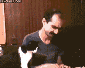 Cat steals food from a sad lonely man. - AnimalsBeingDicks.com