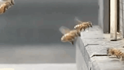 Stupid bees collide in midair - AnimalsBeingDicks.com