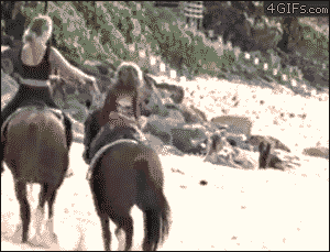 Dog gets kicked in the head by a horse on a beach - AnimalsBeingDicks.com