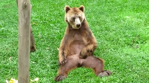 Bear scratching his dick and balls. - AnimalsBeingDicks.com