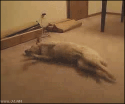 Dog has a bad dream and runs into a wall - AnimalsBeingDicks.com